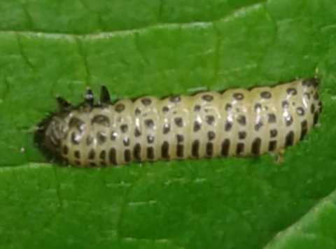Chrysomelidae : larve di Pyrrhalta viburni?